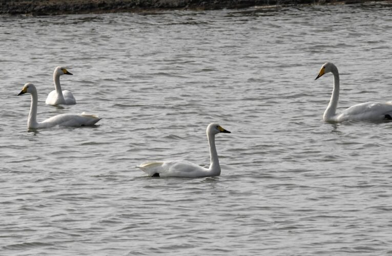 台灣稀有冬候鳥1隻大天鵝與3隻小天鵝同框出現在台南七股三股溪旁魚塭