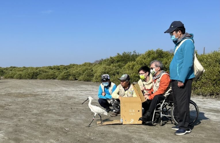學甲濕地第2隻傷癒黑琵N49飛回台灣度冬
