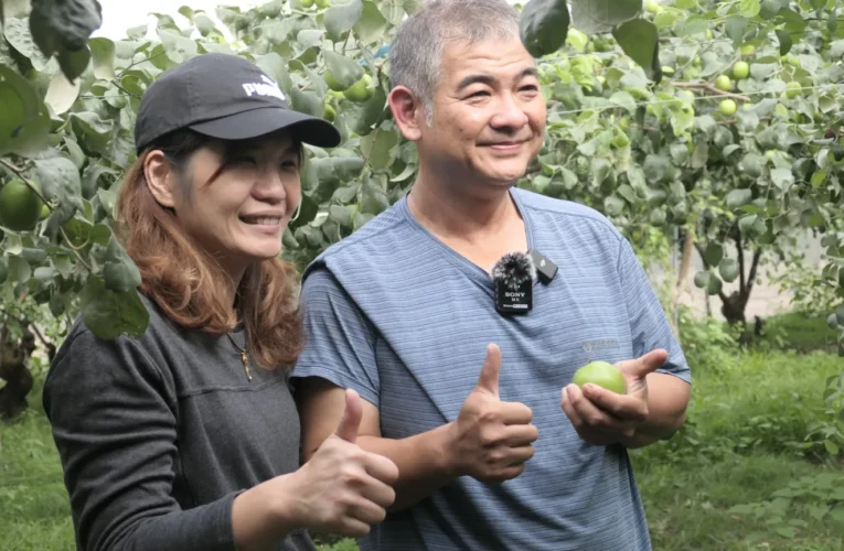 台南/青農/自創品牌/溫噹噹果園/蜜棗/芒果/產銷履歷/採棗樂