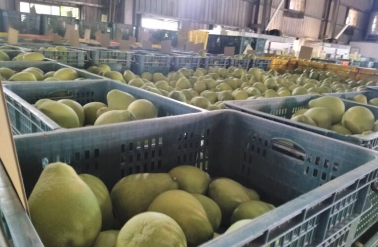 中度颱風「蘇拉」逐步靠近臺灣 黃偉哲市長呼籲農友嚴加戒備