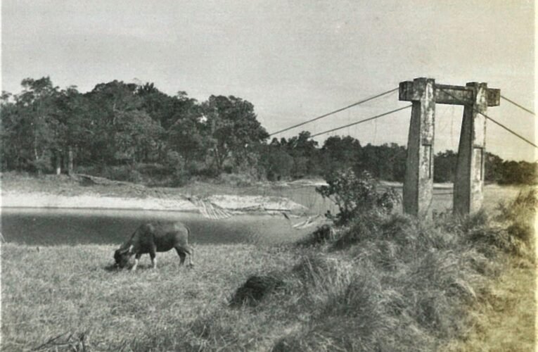 虎頭埤風景區的地標－「虎月吊橋」的前世今生