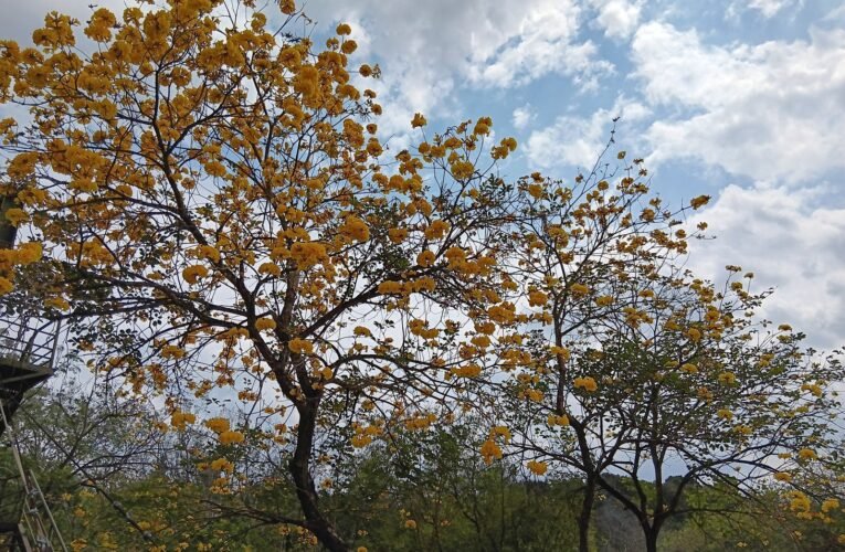 虎頭埤三花齊放  把握機會白天賞花、晚上賞燈