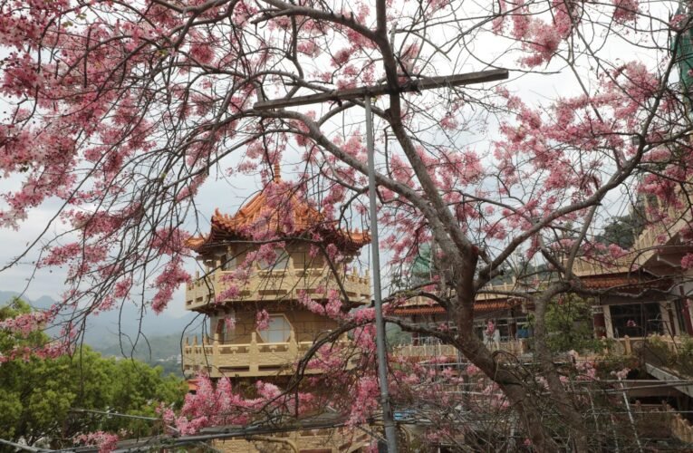 「2025南化黑糖尋蜜季，寶光花旗春遊趣」 黃偉哲邀暢遊南化共享美食美景