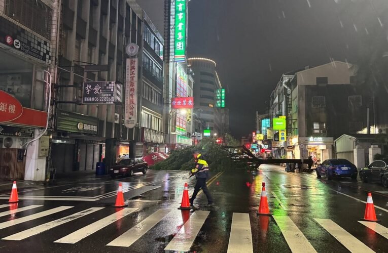 海葵颱風帶來強風造成行道樹倒塌 工務局全力處理 排除交通障礙維護安全