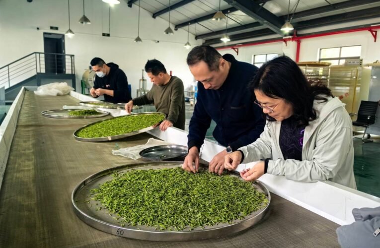 茶香兩岸 緣聚松陽　2025松臺茶文化交流活動圓滿結束