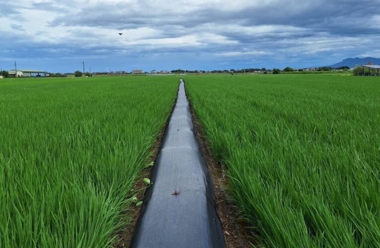 海葵颱風豪雨侵襲 稻田排水及病蟲害防治措施不可少