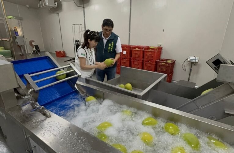 臺南文旦季如約而來 市府號召大眾訂購助農民復耕