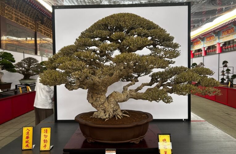 2025臺南市盆栽展覽開展 黃偉哲邀請市民朋友蒞臨參觀