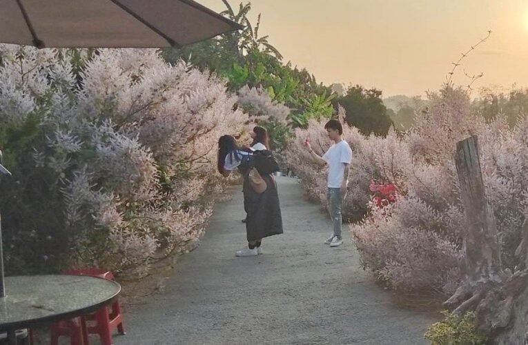 臺南旅遊新體驗─臺灣國際蘭展x山區小旅行