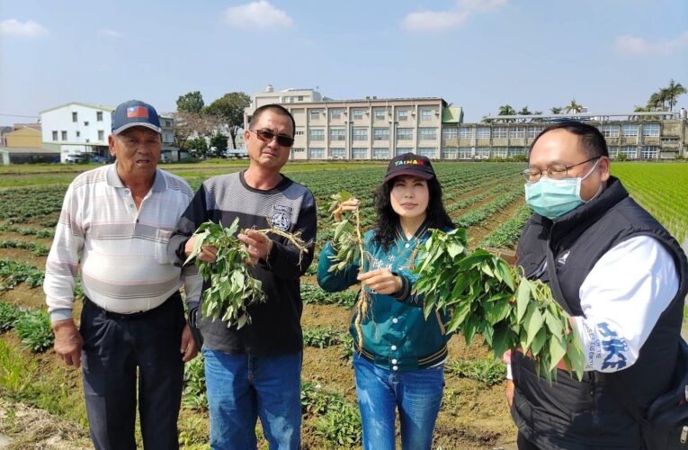 氣候詭譎多變新市區二百多公頃地瓜田遭寒害難結果