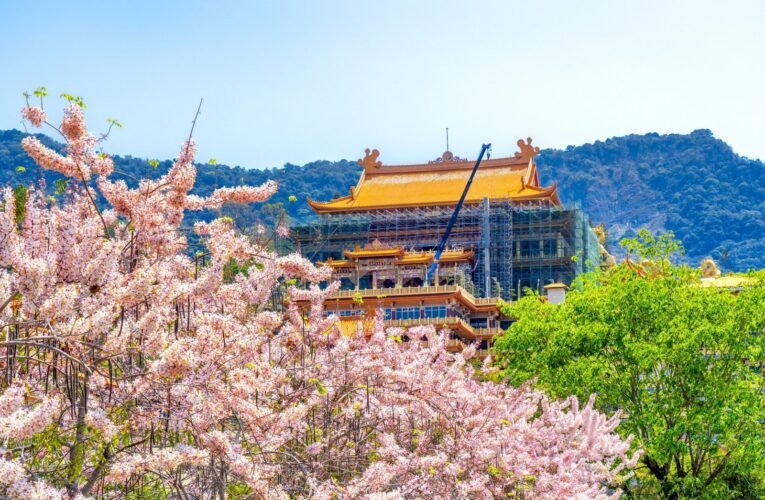 三月臺南「大爆花」 蘭展、麝香、木棉、蜀葵、花旗 陸續登場