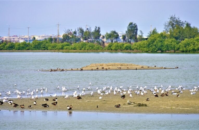 全臺唯一24小時觀鳥活動!臺灣國際觀鳥馬拉松8/28開始報名