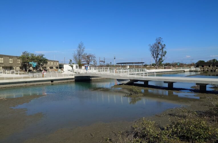 青鯤鯓濕地招潮蟹萌萌樣 扇鹽地景園區近距觀賞好療癒