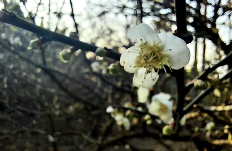 2024臺南1月精彩活動別錯過 藝文賞燈X科藝之旅X一見雙雕X賞花美食