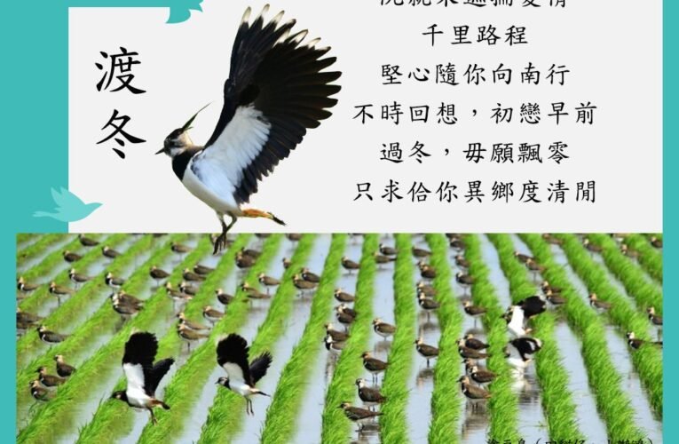 『鳥仔唸歌詩』道出北門鳥類生態  按讚分享有機會抽中免費咖啡