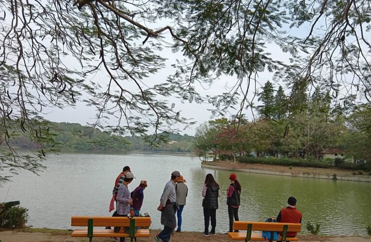 虎頭埤柳樹桂花巷 花開傳香迎嘉賓