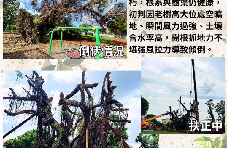 麻豆百年老榕遭颱風倒伏 搶救行動譜寫暖心篇章