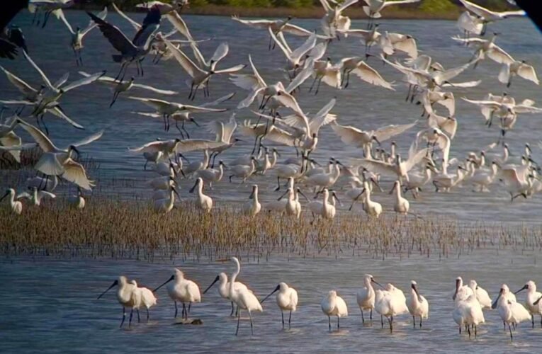 台江國家公園與明台產險公司ESG合作  －打造優質的黑面琵鷺即時影像服務