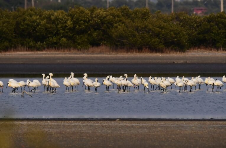 2023黑面琵鷺保育季【卡打車逍遙遊賞黑琵、黑面琵鷺保護區巡禮】歡迎報名