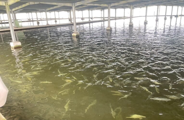 台南虱目魚養殖面積、產值雙增 價格回穩駁政策聯想