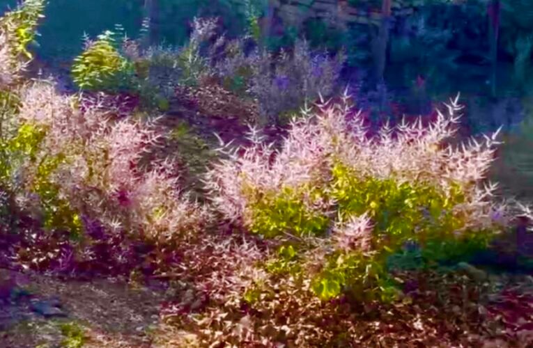 紫色浪漫來襲！南化厚德紫竹寺麝香花旗木盛開 228連假踏青、品齋、賞美景