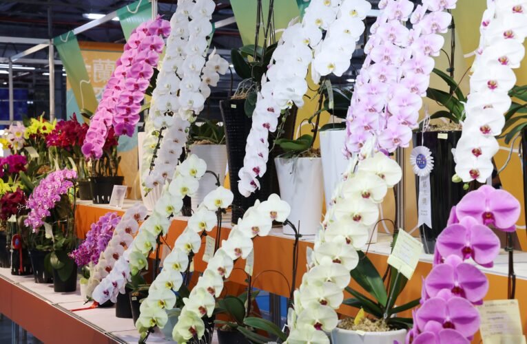2026花卉科技展大獎出爐！四倍體蘭園奪魁 臺南後壁農業部園區限時展出中